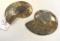 Pair of Polished Ammonite Fossil Slices