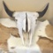 Large Authentic Buffalo Skull