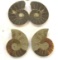 Lot of 4 Slices Ammonite Fossils, Two Matched Pair