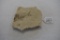 Fossilized Fish Speciman 7 x 6 in