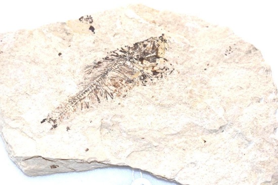 Fossilized Fish in Rock Speciman 8 in wide x 4 in