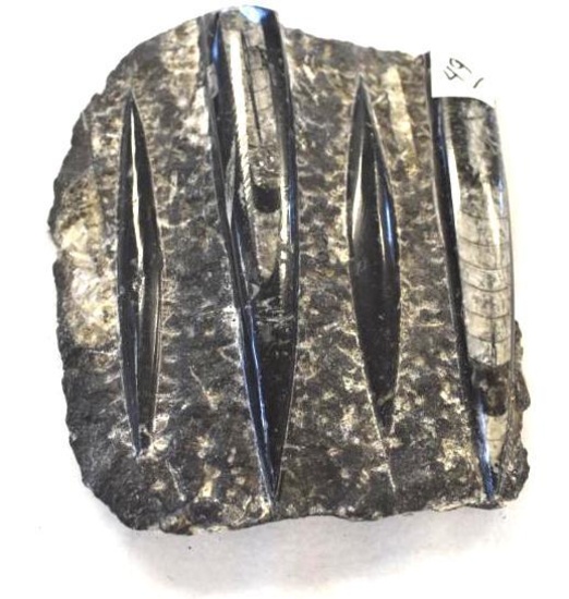 Orthoceras Moroccan Fossil Speciman