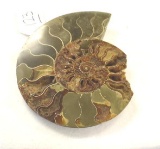 Large Polished Ammonite Fossil