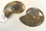 Pair of Polished Ammonite Fossil Slices