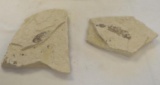 Fossilized Fish Specimans 6.5 x 5 in & 8 x 6
