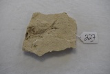 Fossilized Fish Speciman 7 x 6 in