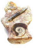 Speciman of Moroccan Ammonite & Orthoceras Fossils