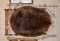 Custom Mounted Beaver Pellet/Tanned Hide on Birch Bark Frame