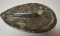 Teardrop Shape Orthocerras Moroccan Fossil Tray