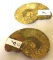 Pair, Sliced Polished Ammonite Fossil Slices 3 In x 2.25 in