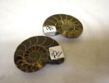 Matched Halves Ammonite Fossil, 3.5 x 3 in.