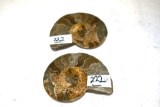 Pair of Polished Ammonite Fossil Slices, matched pair 2.75 in x 2 in