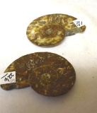 Polished Sliced Ammonite Fossil halves, matched pair 3.5 in x 3 in