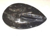 High Polished, Pear Shaped Dresser Tray, or Soap Dish of MOroccan Ortocerras Fossils