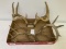 box lot of antlers, 1 mount, 1 with a screw, and 6 others