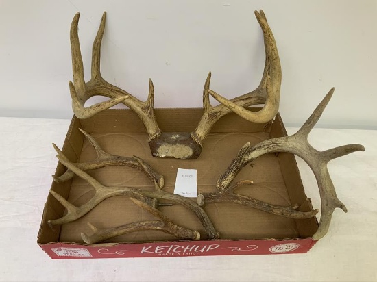 box lot of antlers, 1 mount, 1 with a screw, and 6 others