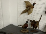 3 pheasant mounts, all cock birds, all show some wear/damage