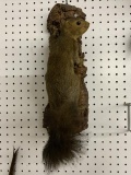 2 Squirrel mounts and a chipmunk mount, all show age and use
