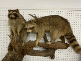wall mount with 2 raccoons, they show some age,