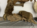 2 porcupine on a wall mount, nice mount display,