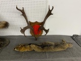 fox pelt with head and feet, a rack with damage to rack and wall board