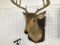 artificial deer mount wall hanging -musical