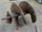 36in Auger Bit
