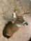 Whitetail Buck Deer Mount