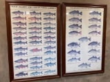 (2) Framed Fish Info Charts
