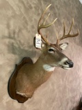 Whitetail Buck Deer Mount