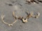 (3) Parts of Deer Skull with Antlers