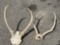 (2) Deer Antlers Attached to Skull