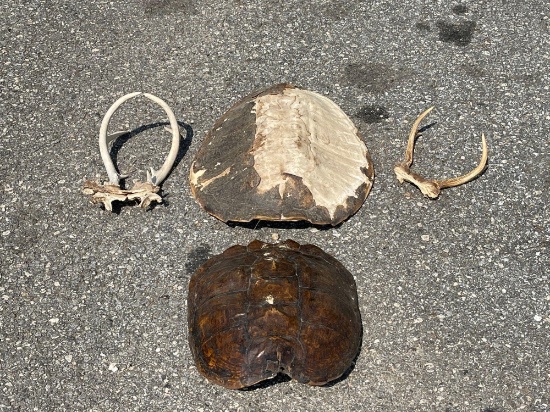 (2) Turtle Shells (2) Sets of Antlers