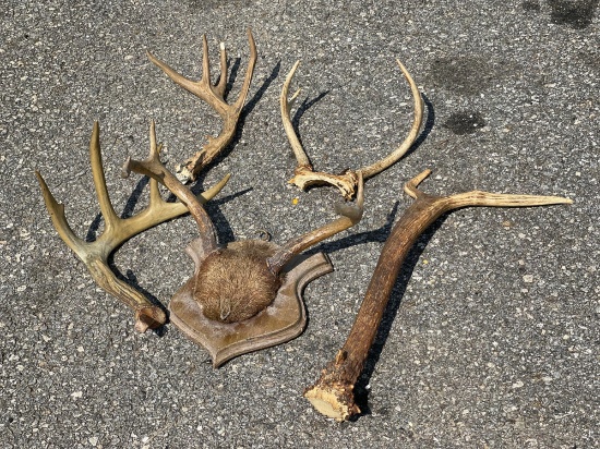 Misc. Deer Antlers