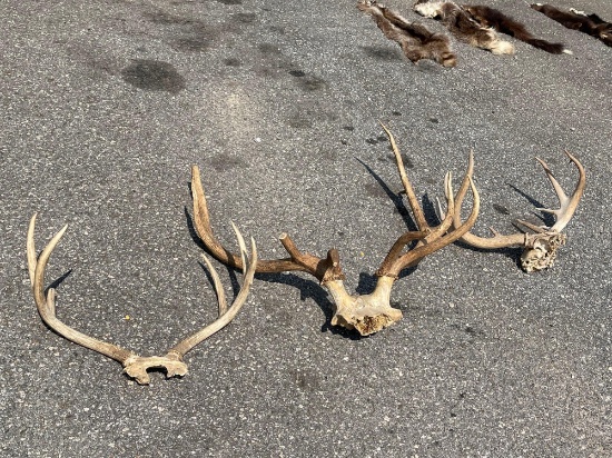 (3) Parts of Deer Skull with Antlers