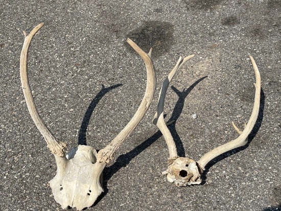 (2) Deer Antlers Attached to Skull