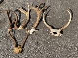 Misc. Antlers