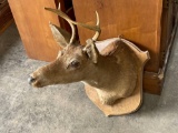 Deer Head Mount