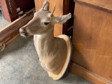 Deer Head Mount