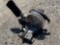 Sears Miter Saw