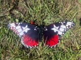 Metal Butterfly