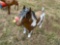 Metal Horse