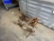 (3) Drift Wood Pieces