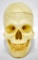 Life Sized Plastic Skull Replica