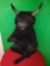 Large Vintage Stuffed Plush Sitting Bull 3ft tall
