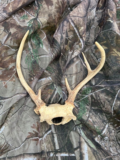 deer antler 5 point