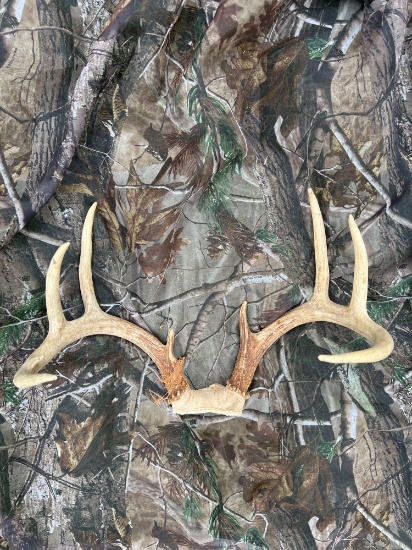 deer antlers 8 point