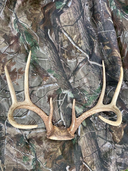 deer antlers 8 point