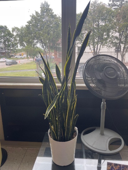 Snake Plants with Pots (2)