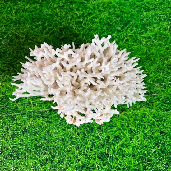 large White Bird nest coral